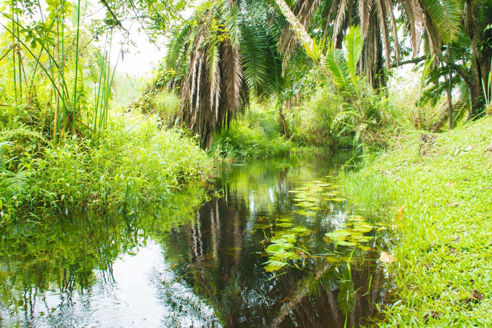 Kibale Forest Camp By Nature Lodges Ltd Kyonjojo Eksteriør billede